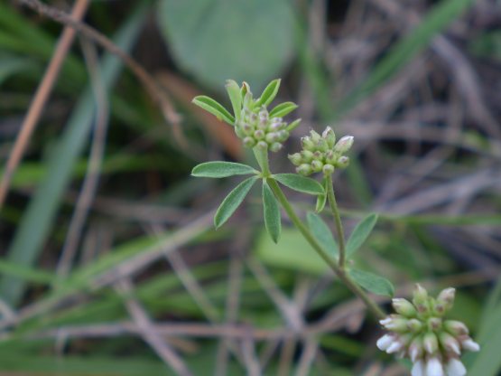 Lotus dorycnium (=Dorycnium pentaphyllum) / Trifoglino legnoso