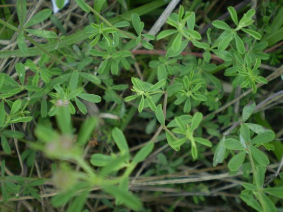 Lotus dorycnium (=Dorycnium pentaphyllum) / Trifoglino legnoso