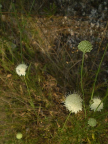 Cephalaria leucantha / Vedovina a teste bianche