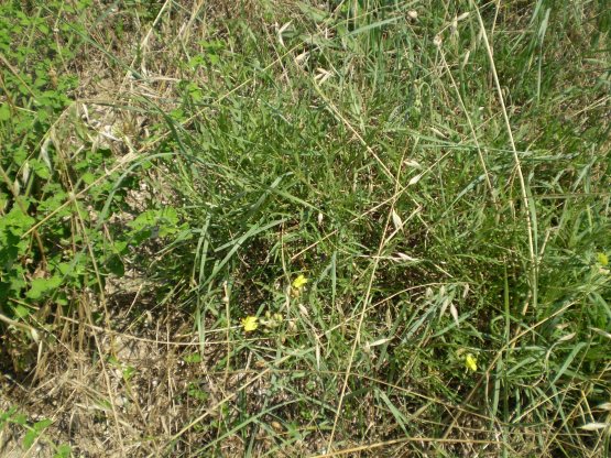 Diplotaxis tenuifolia