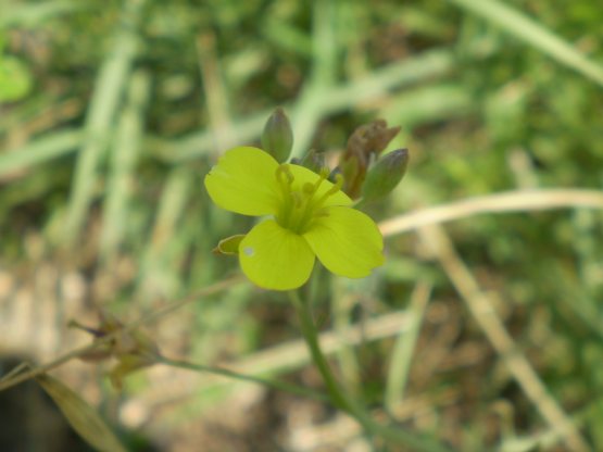 Diplotaxis tenuifolia