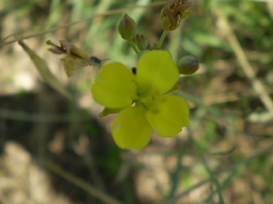 Diplotaxis tenuifolia