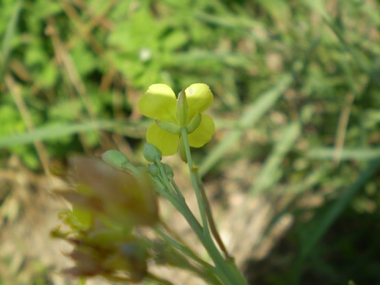 Diplotaxis tenuifolia