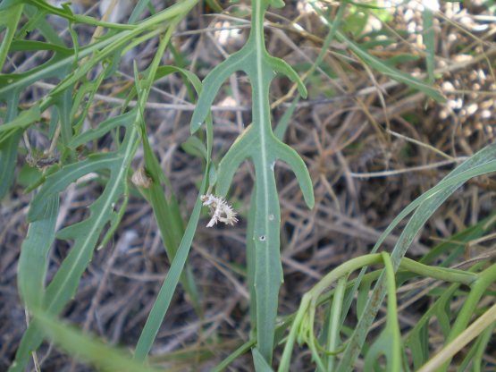 Diplotaxis tenuifolia