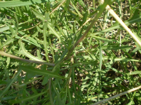 Diplotaxis tenuifolia