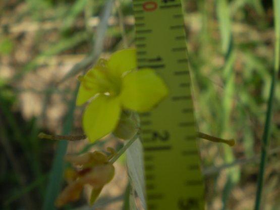 Diplotaxis tenuifolia