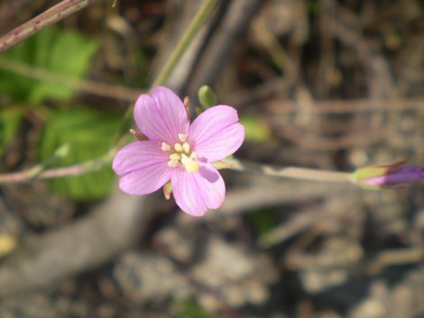 Epilobium sp.