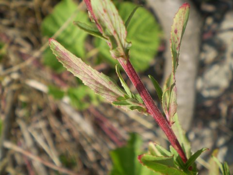 Epilobium sp.