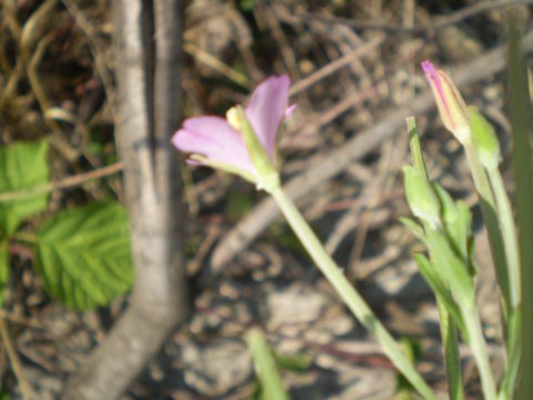 Epilobium sp.