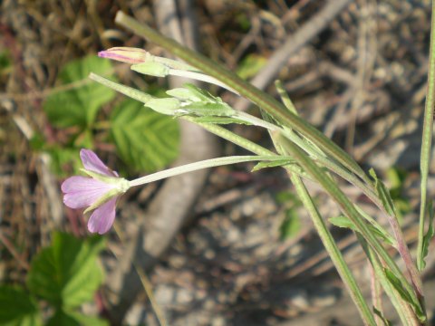 Epilobium sp.