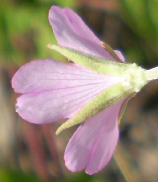 Epilobium sp.