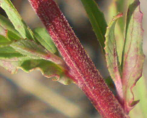 Epilobium sp.