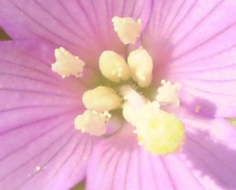 Epilobium sp.