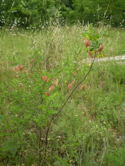 Colutea arborescens / Vesicaria