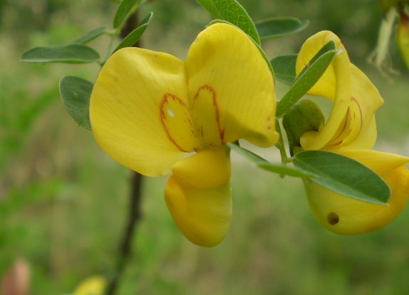 Colutea arborescens / Vesicaria