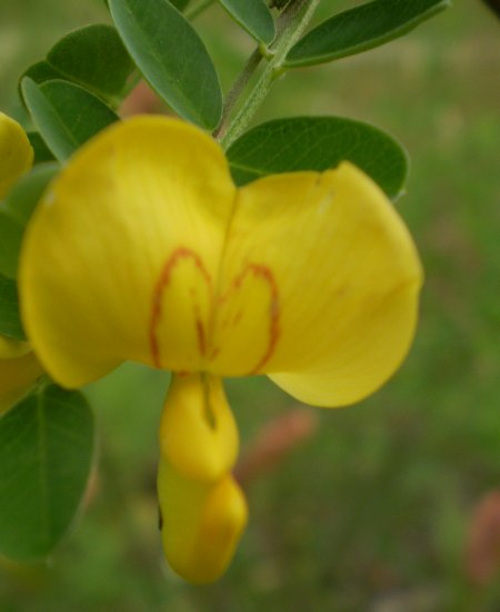 Colutea arborescens / Vesicaria