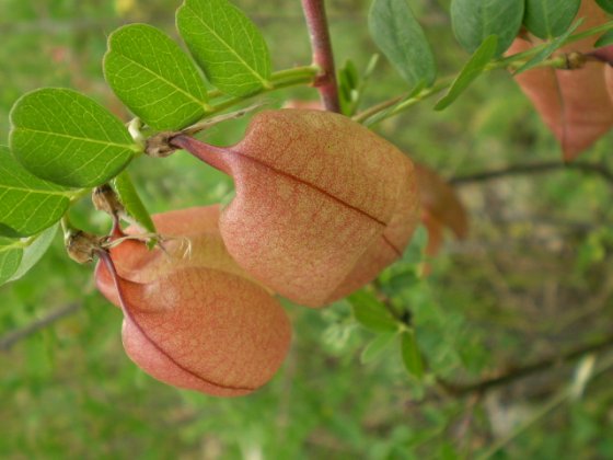 Colutea arborescens / Vesicaria