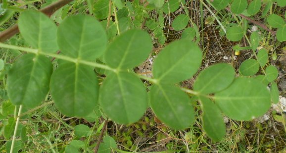 Colutea arborescens / Vesicaria