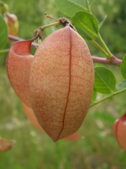 Colutea arborescens / Vesicaria