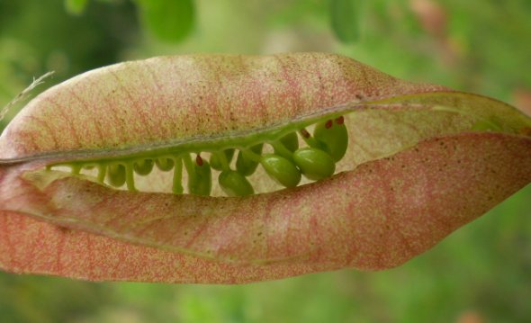 Colutea arborescens / Vesicaria