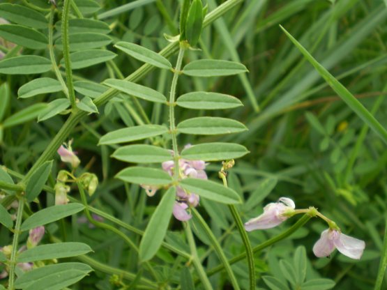 Securigera varia / Cornetta ginestrina