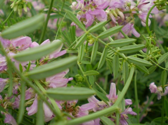 Securigera varia / Cornetta ginestrina