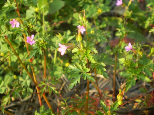 Geranium purpureum