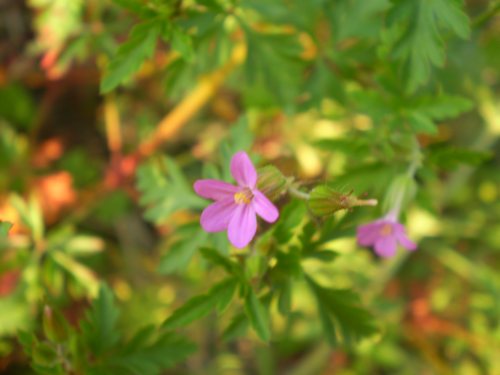 Geranium purpureum