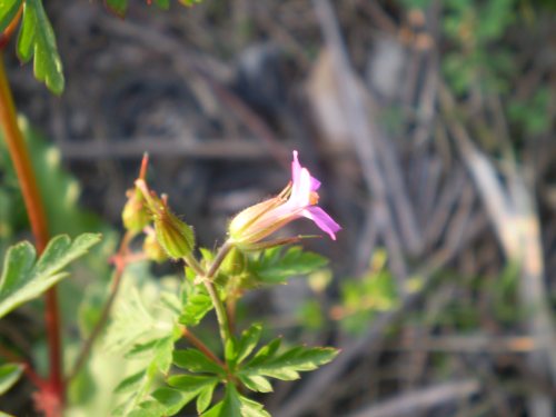 Geranium purpureum