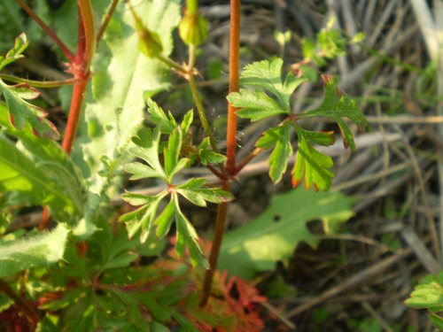 Geranium purpureum