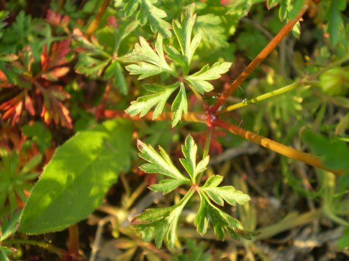 Geranium purpureum