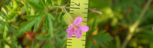 Geranium purpureum