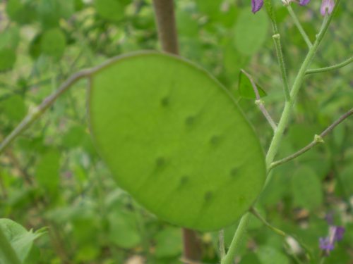 Lunaria annua