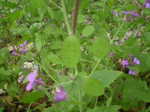 Lunaria annua