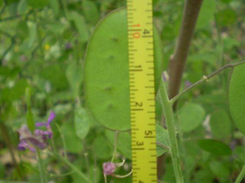 Lunaria annua