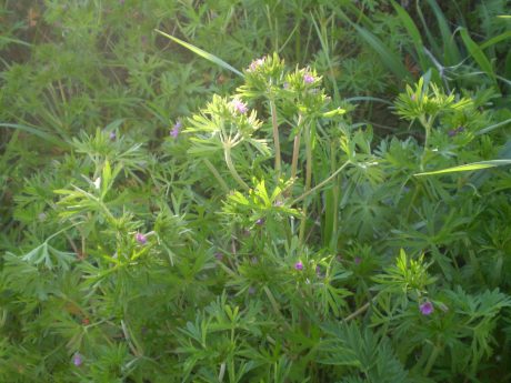 Geranium dissectum