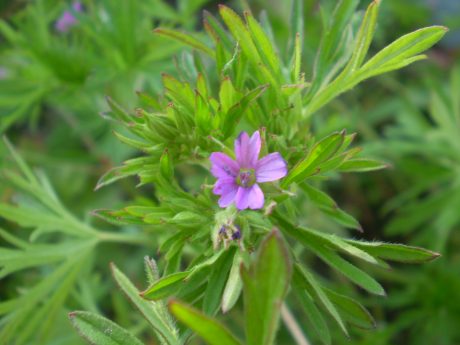 Geranium dissectum