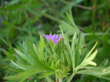 Geranium dissectum