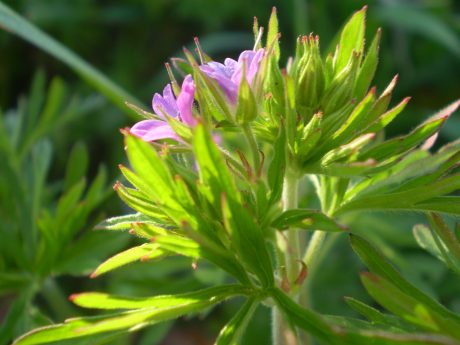 Geranium dissectum