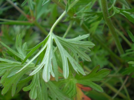 Geranium dissectum