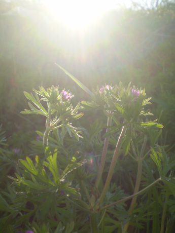 Geranium dissectum