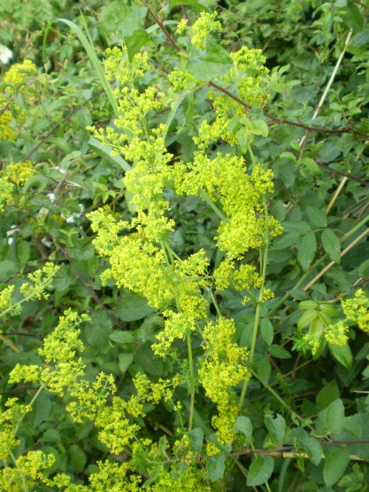 Galium verum