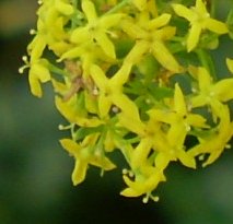 Galium verum