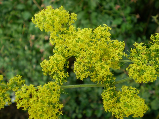 Galium verum