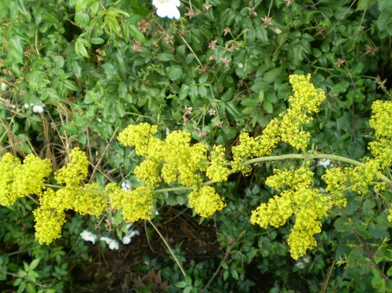 Galium verum