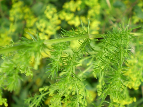 Galium verum