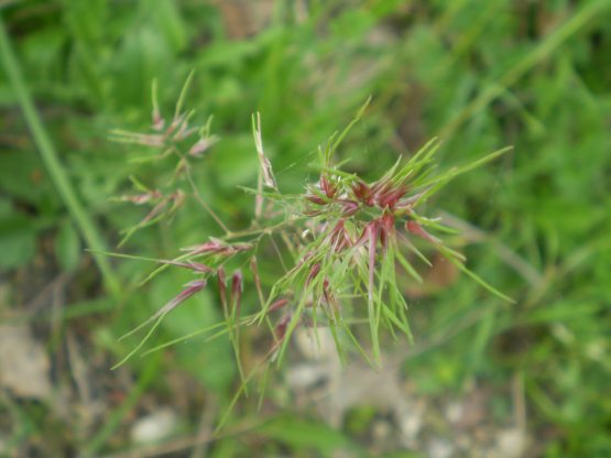 Poa bulbosa forma vivipara