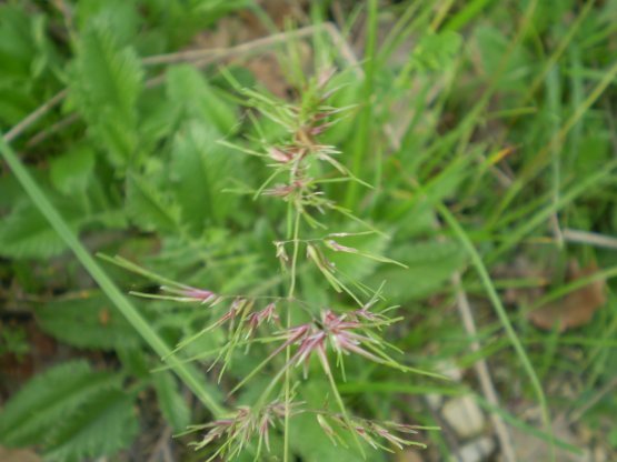 Poa bulbosa forma vivipara