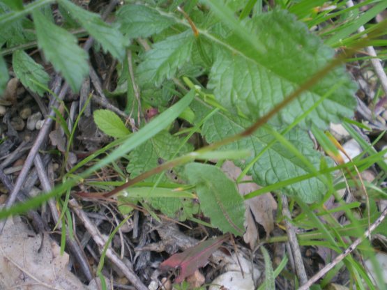 Poa bulbosa forma vivipara