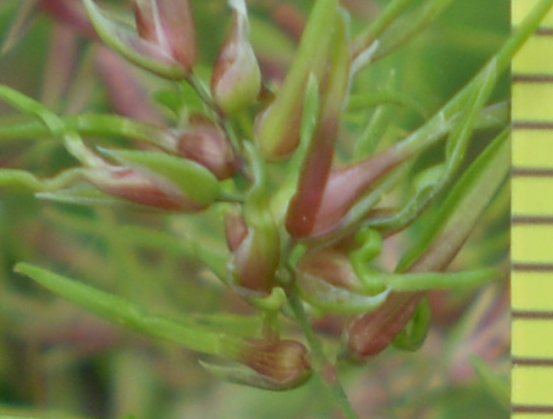 Poa bulbosa forma vivipara